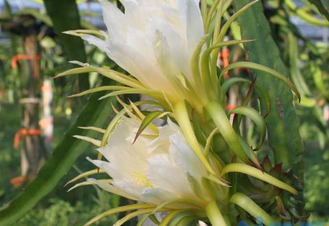 昙花是火龙果花吗