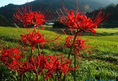 彼岸花什么时候开花