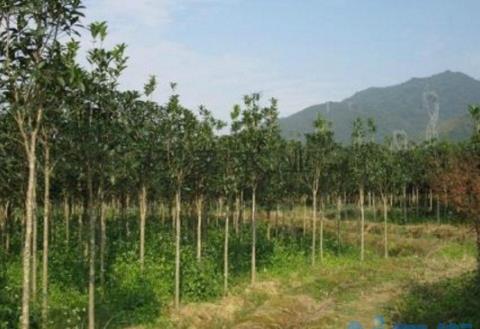 金桂花树种植技术，6个步骤枝壮叶绿