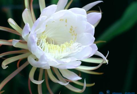 芸花和昙花什么区别