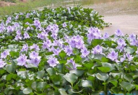 水葫芦如何养，亮光环境勤换水