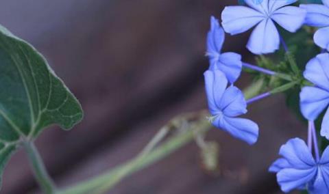 蓝花丹怎么养才能开花