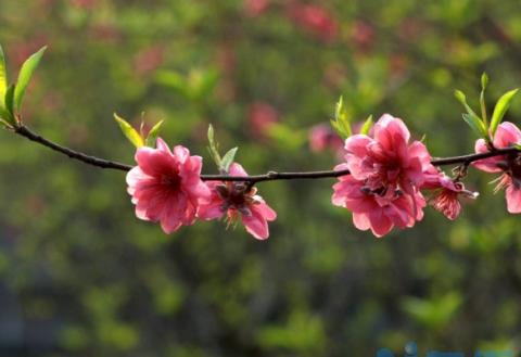 桃花春天怎么养，控水追肥修剪冻害枝