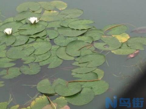 浮萍是什么：一种浮萍科水生浮生植物，可做饲料