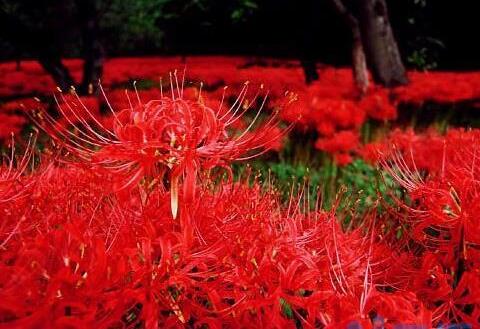 彼岸花的真正故事，花与叶生生世世永不相见