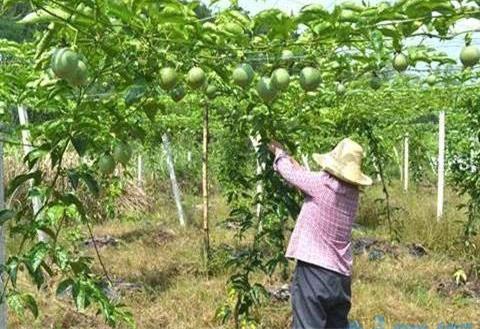 百香果怎样剪枝才高产