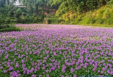 水葫芦如何养，亮光环境勤换水