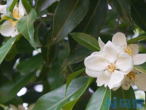 桃花叶子发黄怎么回事