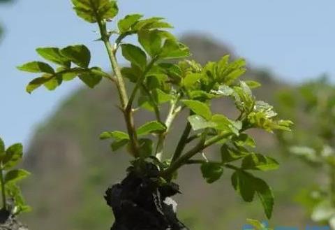 花椒树怎么栽