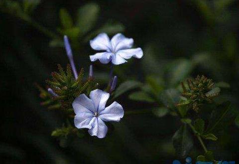 蓝花丹怎么养才能开花