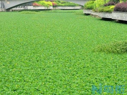 水浮莲的危害和作用