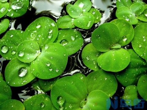 浮萍是什么：一种浮萍科水生浮生植物，可做饲料