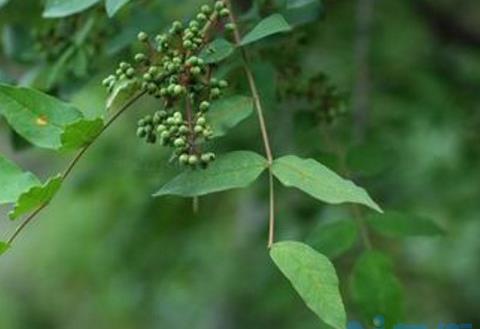 花椒树怎么栽