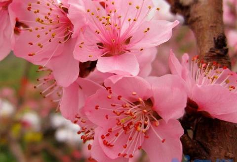 桃花的介绍桃花的特点