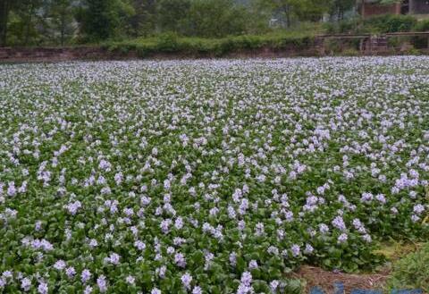 水葫芦如何养，亮光环境勤换水