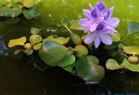 水葫芦怎么繁殖，分株扦插两种方法繁殖