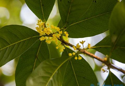 桂花放客厅有讲究吗