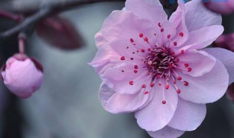 桃花的介绍桃花的特点