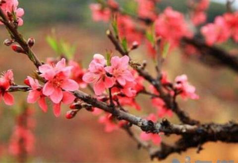 桃花的虫害防治大全，盘点常见的四大虫害