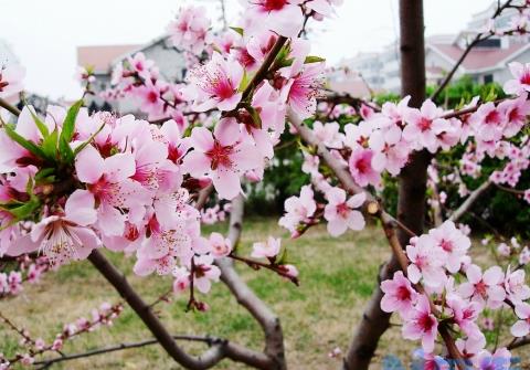 魅力的桃花