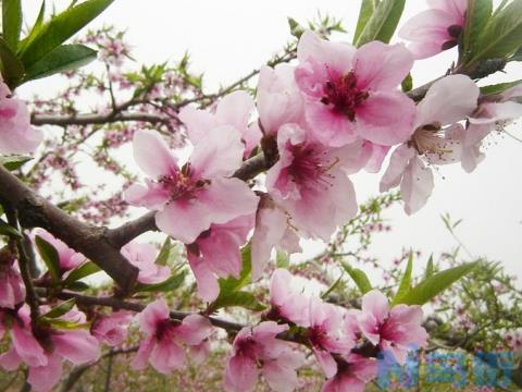 桃花花期多长：花期短,花色艳丽迷人