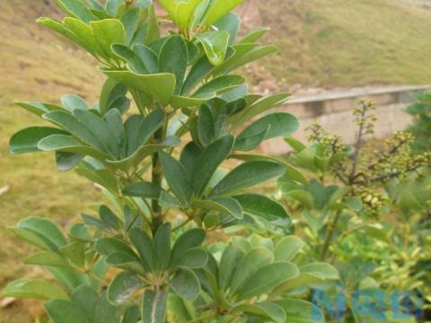 鸭掌木的繁殖方法(鹅掌柴)