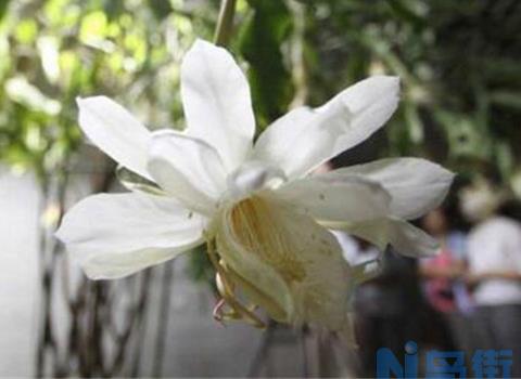 家里养昙花风水好吗，风水极好/昙花开花可带来好运