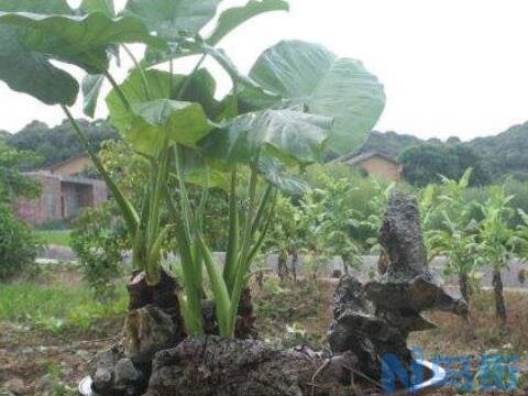 滴水观音根茎怎么繁殖，分离小株植入盆中