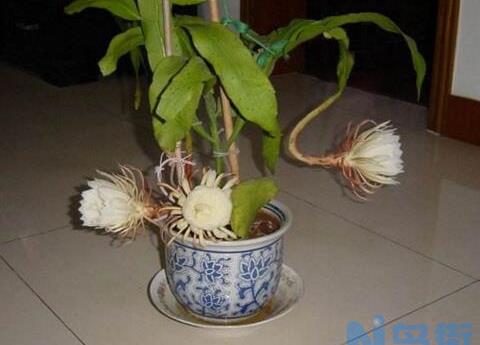 怎样给昙花搭架子图，给昙花搭架定植只需四步