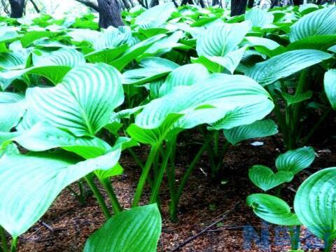 滴水观音根茎怎么繁殖，分离小株植入盆中