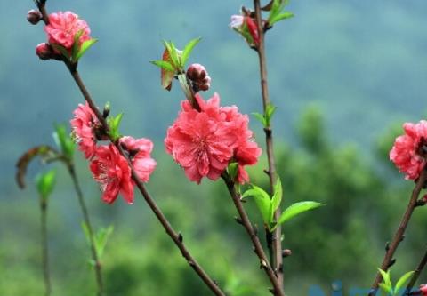 形态优美的桃花图片