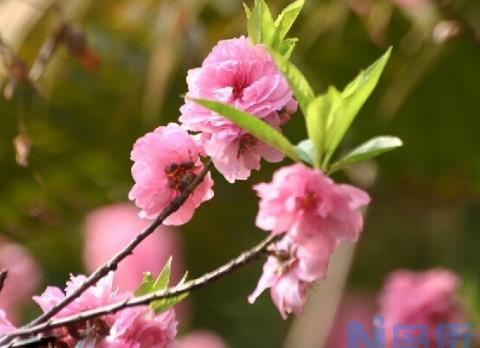 生态特写-桃花图片