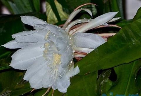 昙花水培方法，4个步骤水培繁殖昙花