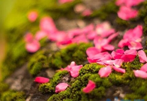 桃花是什么季节开的，春季时节3～4月开