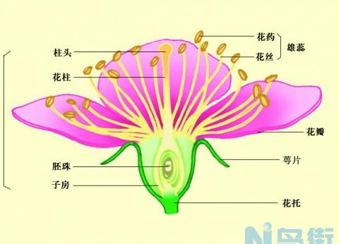 花的构造