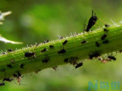 荷花盆里有小白虫怎么办，四种方法教你除掉荷花小白虫