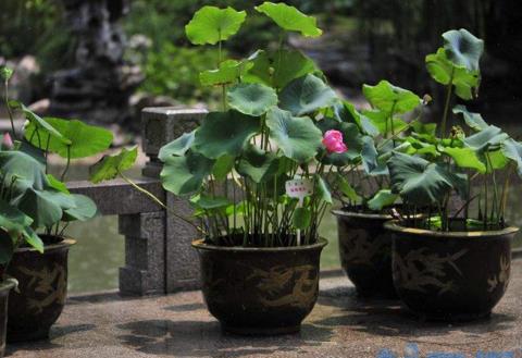 盆栽荷花怎么开花多，掌握四个要点让荷花花开满盆