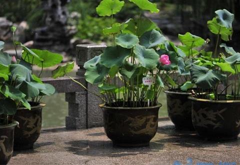 荷花是什么季节开的，夏季6～9月盛开(8月最茂盛)