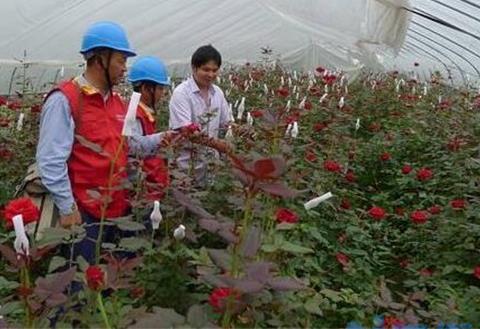 大棚玫瑰花的种植方法，掌握4个要点便可高产玫瑰花