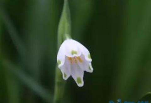 夏雪片莲怎么养