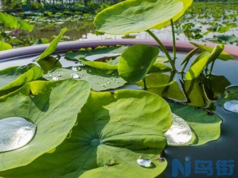 家庭荷花的养殖方法，家养荷花方法大全