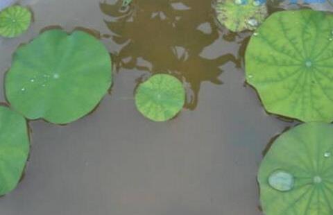 观赏荷花的种植方法，莲藕与莲子的种植步骤