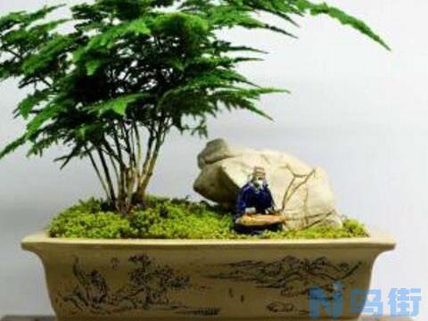 文竹浇洗米水有用吗，文竹用洗米水怎么浇(发酵稀释)