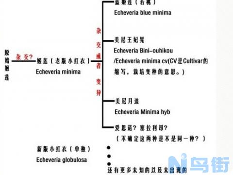 原始姬莲和小红衣（老版）有什么区别（对比图）