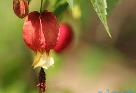 蔓性风铃花叶子发蔫怎么办