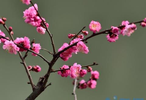 梅花养殖方法和注意事项的种植方法