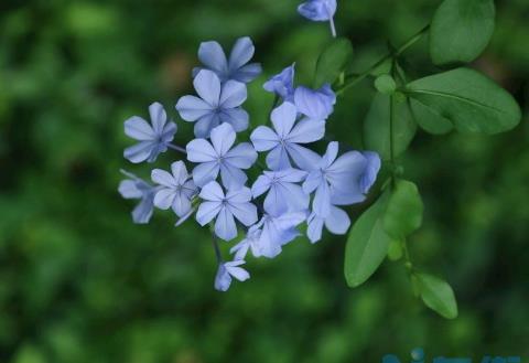 蓝花丹怎么繁殖