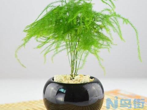 文竹枝条能水培生根吗，老花匠教你3种文竹枝条生根秘方