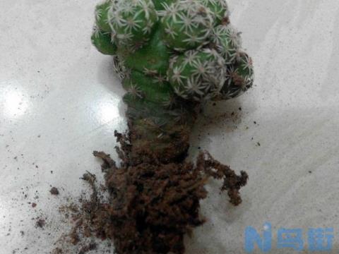 多肉植物如何发根