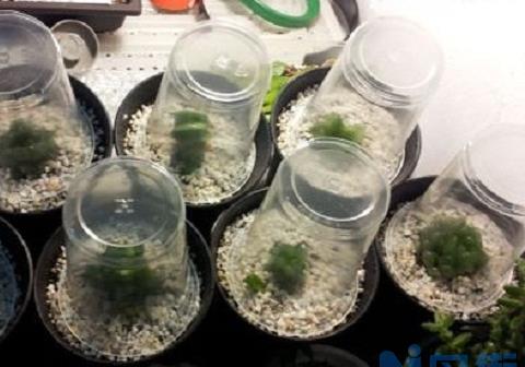 多肉植物闷养浅谈：闷养可短期内改善植物的状态,不能作为养殖常态